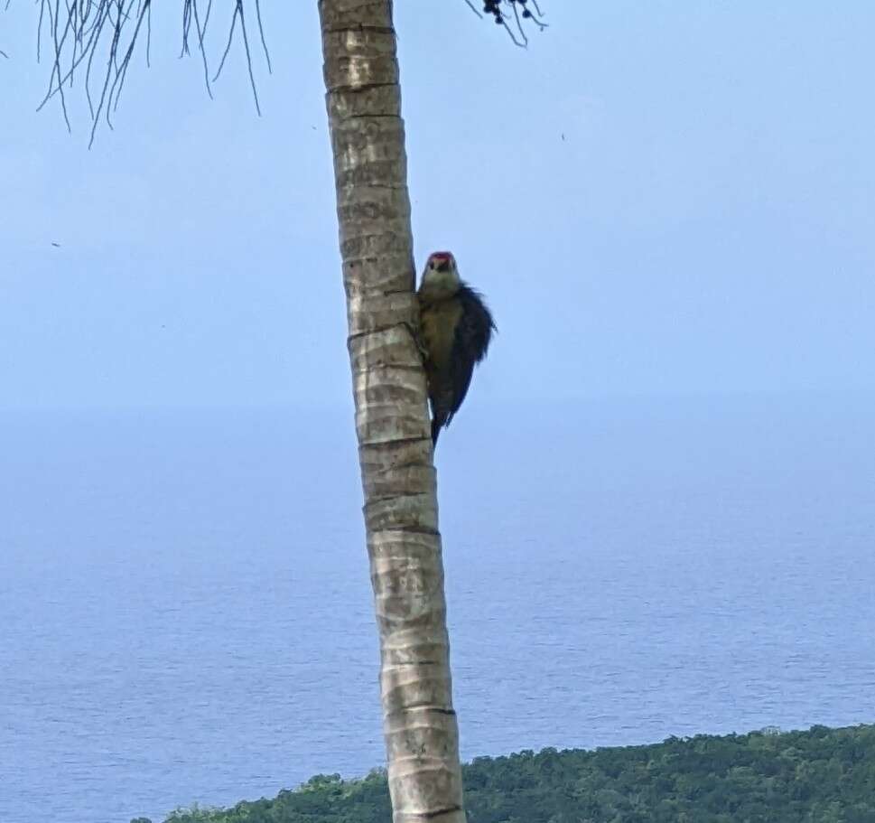 Image of Jamaican Woodpecker