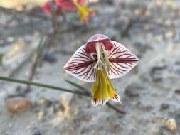 Gladiolus watermeyeri L. Bolus resmi