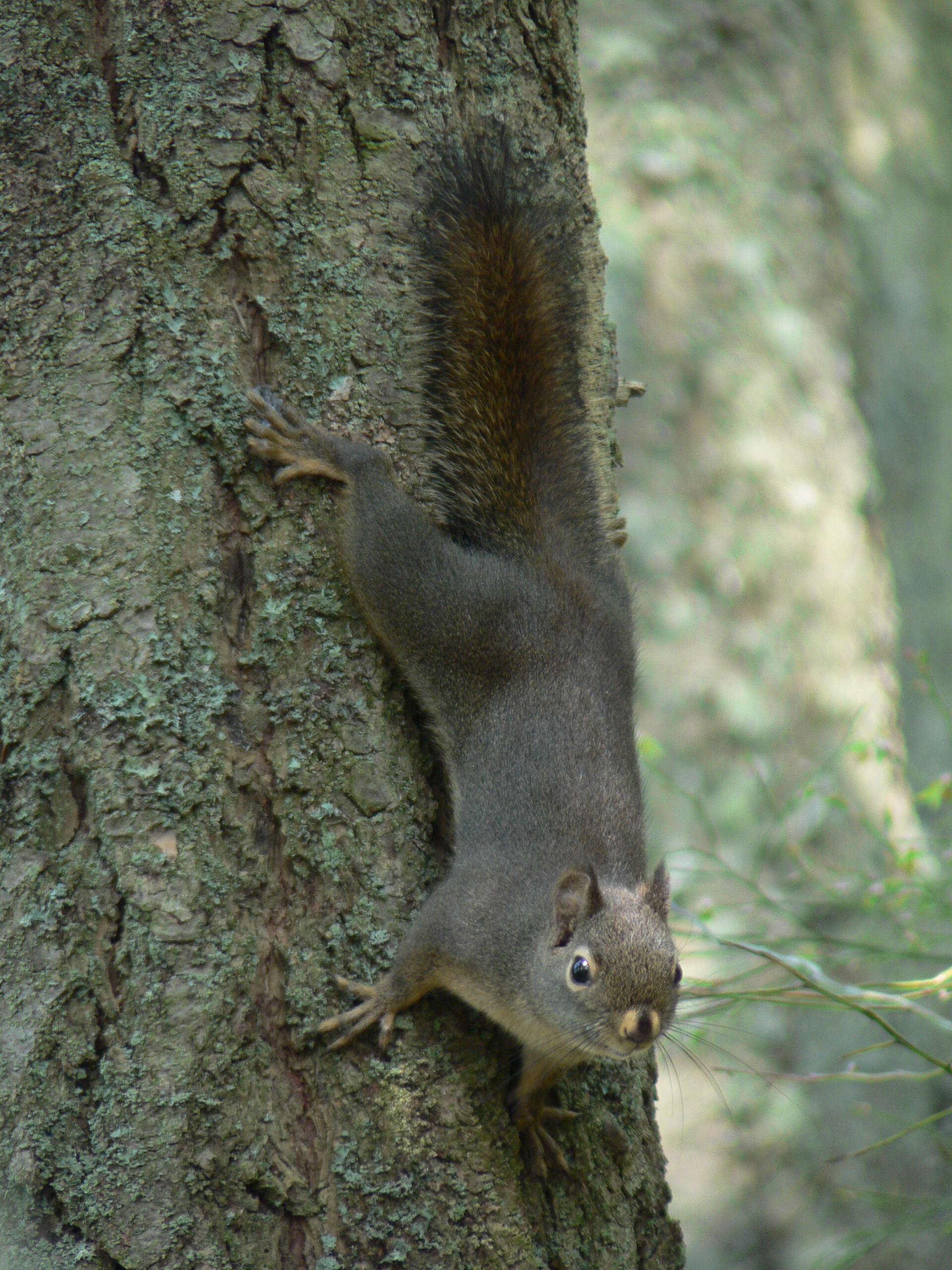 Image of Douglas's Squirrel