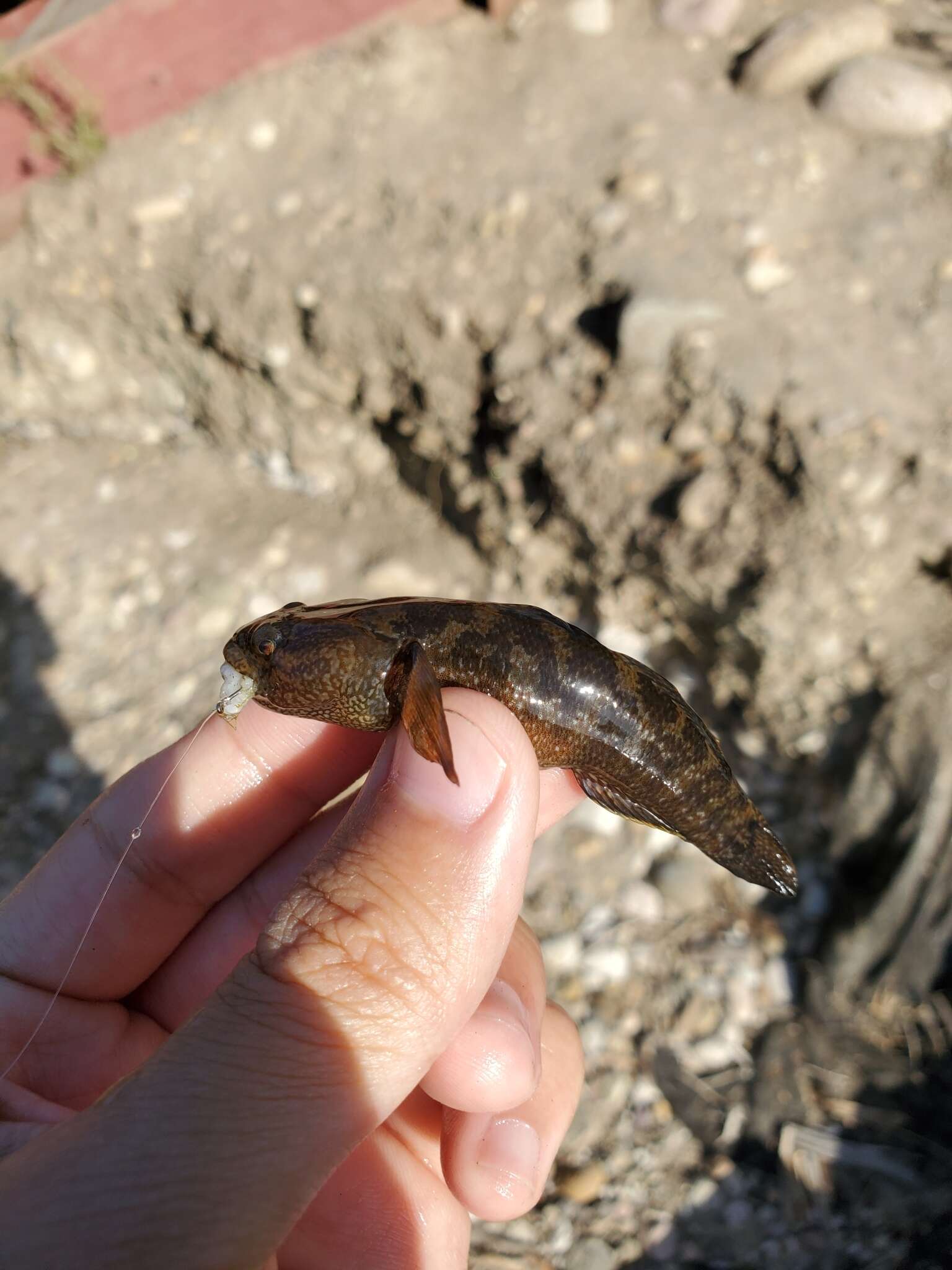 Image of Shimofuri Goby