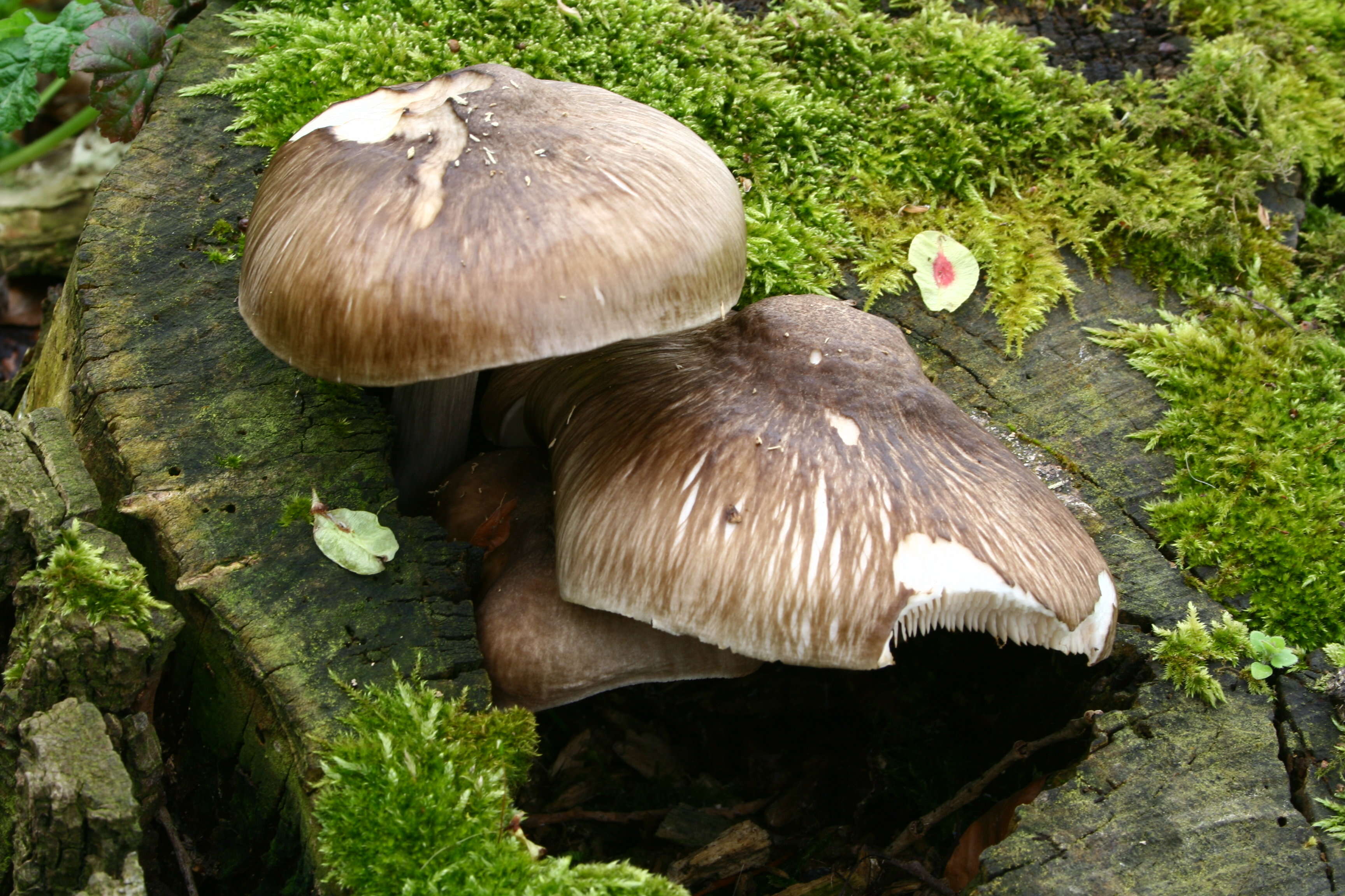 Image of Deer Mushroom