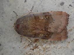 Image of langmaids yellow underwing