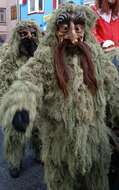 Image of Beard lichen