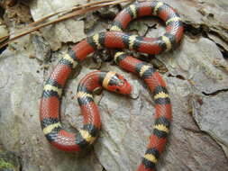 صورة Lampropeltis elapsoides (Holbrook 1838)