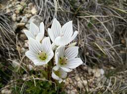 Image de Gentianella muelleriana (L. G. Adams) Glenny