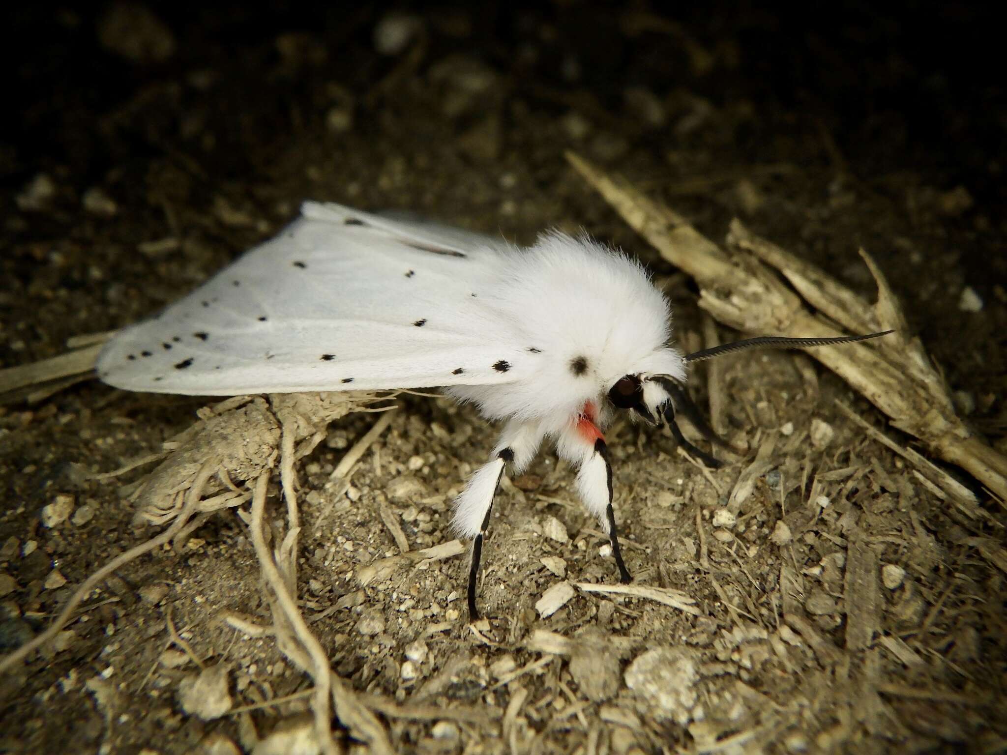 Image of Spilosoma punctaria Stoll 1782