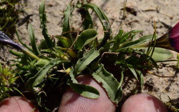 Image of Moraea versicolor (Salisb. ex Klatt) Goldblatt