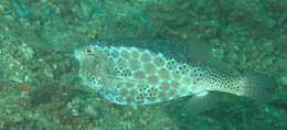 Image of Horn-nosed boxfish