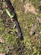 Image of Western Ground Snake