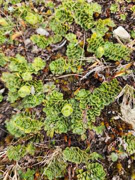 Image of Ourisia glandulosa Hook. fil.