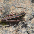 Слика од Buckellacris hispida (Bruner & L. 1885)