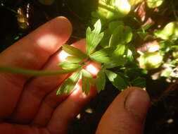 Image of Anemone sylvestris subsp. ochotensis (Fisch.) Petrovski