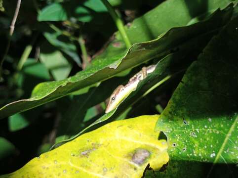 Image of Teal Emo Skink