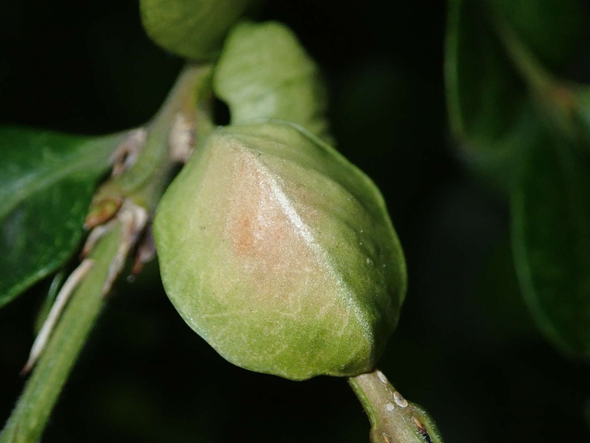 Image of Boxwood Psyllid