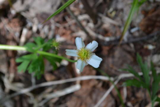 Image of Callianthemum sachalinense Miyabe & Tatewaki