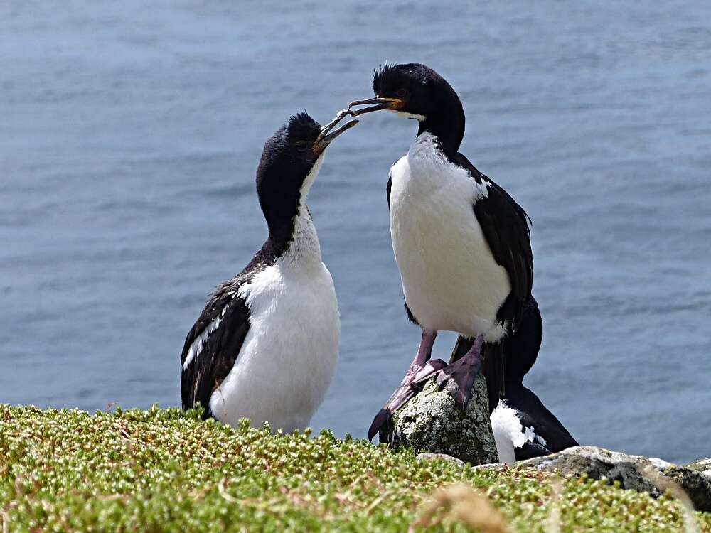 Image of Auckland Shag