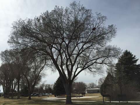 Image of Siberian Elm