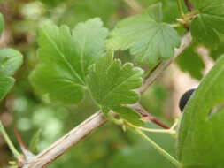 Plancia ëd <i>Ribes <i>divaricatum</i></i> var. divaricatum