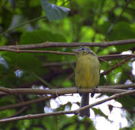 Image of Yellow-olive Flatbill