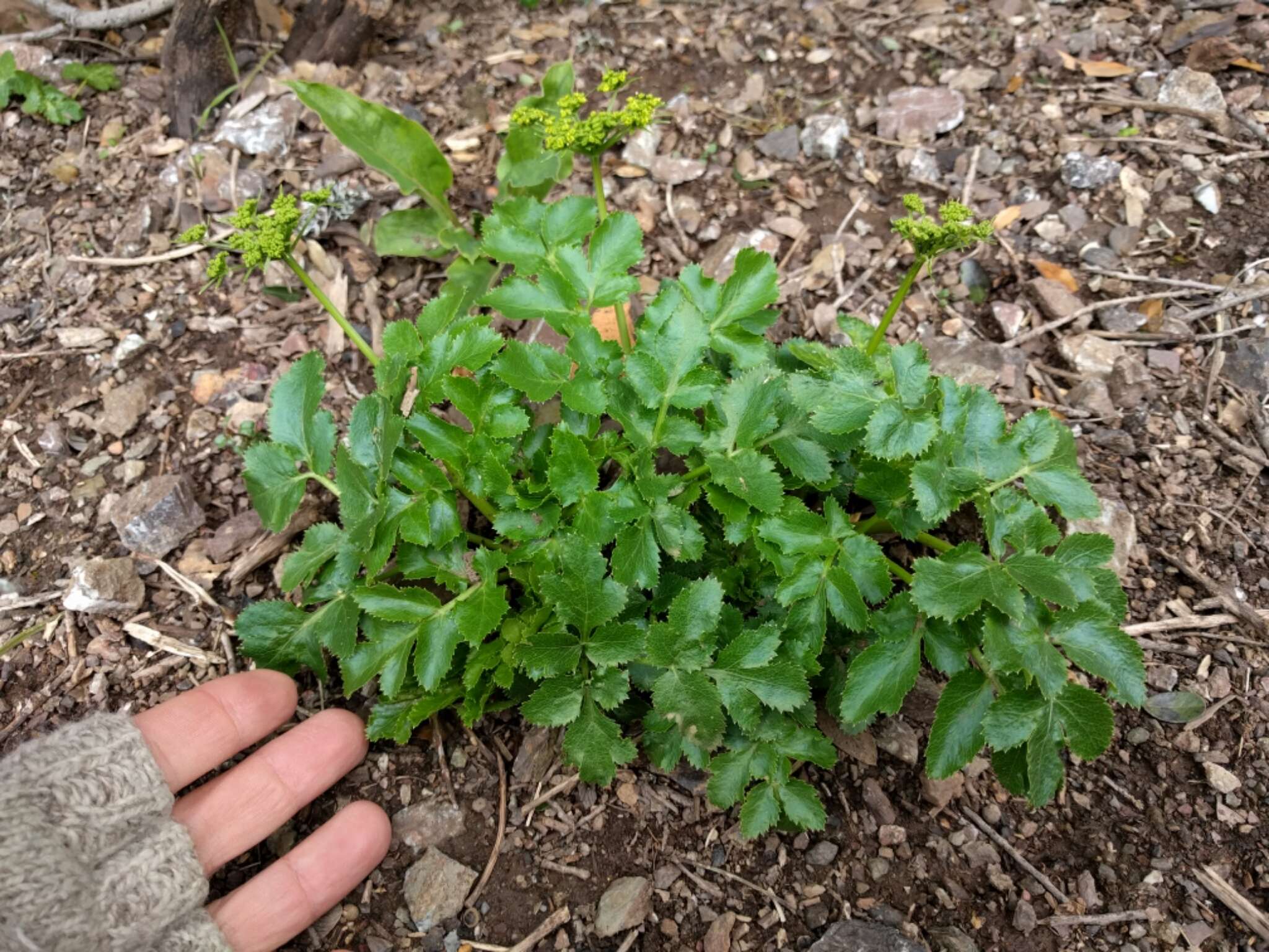 Слика од Tauschia hartwegii (A. Gray) J. F. Macbr.