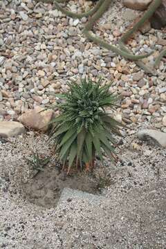 Image of Aloe melanacantha A. Berger