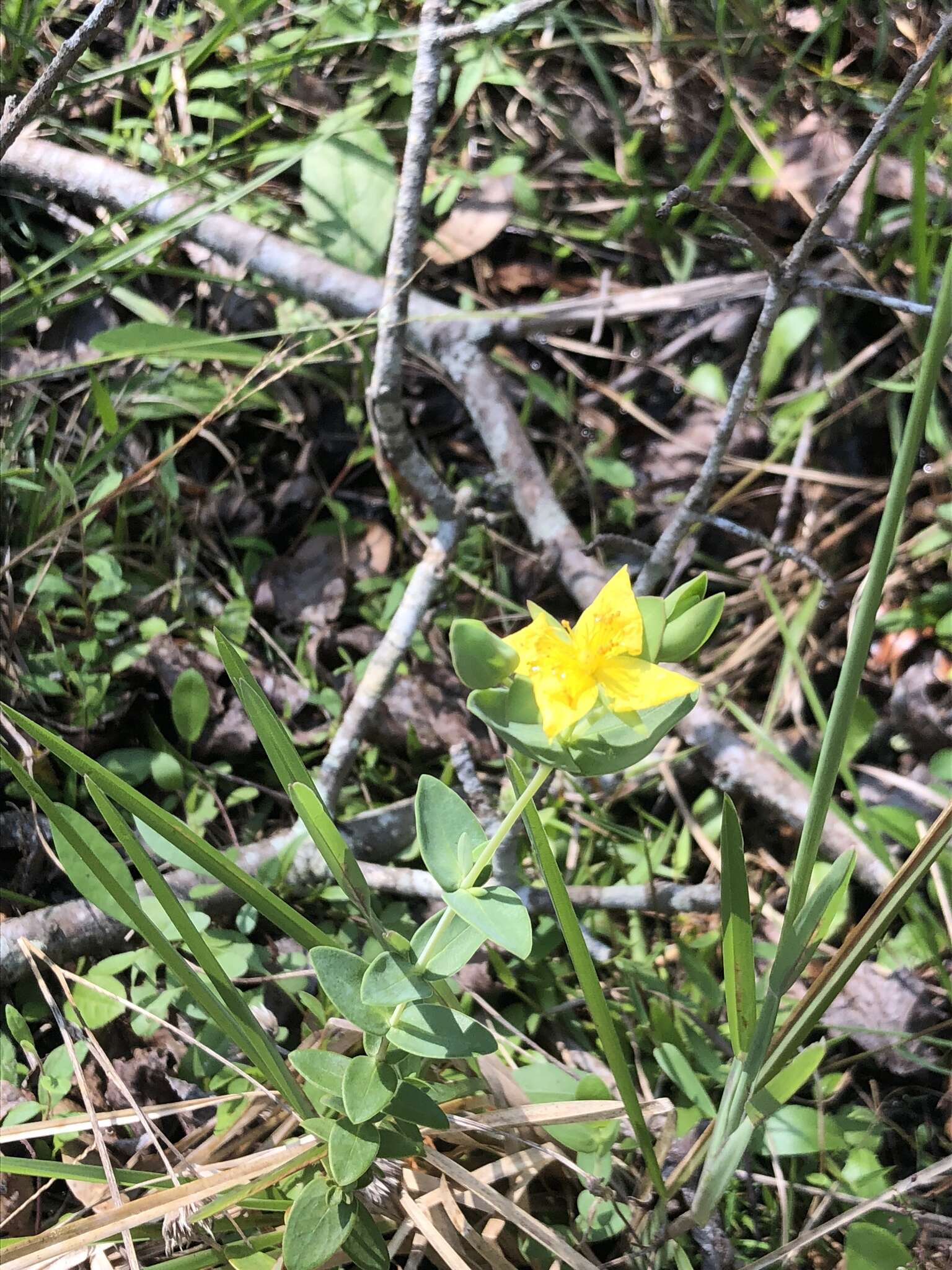 Plancia ëd Hypericum tetrapetalum Lam.