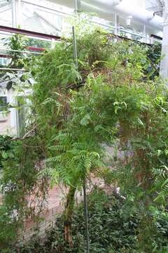 Image of Peruvian peppertree