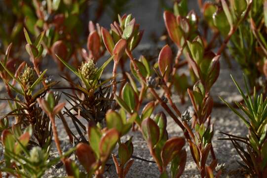 Image of Alternanthera littoralis P. Beauv. ex Moq.