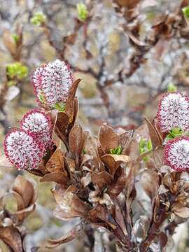 Image de Salix myrsinites L.