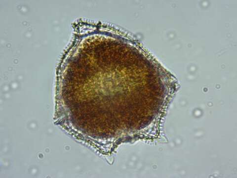 صورة Peridinium limbatum