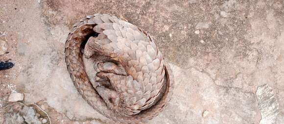 Image of tree pangolin