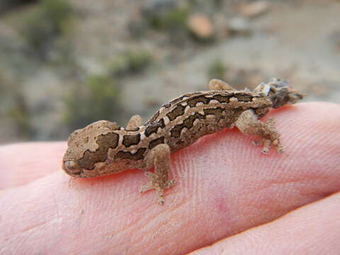 Image of Spotted Gecko