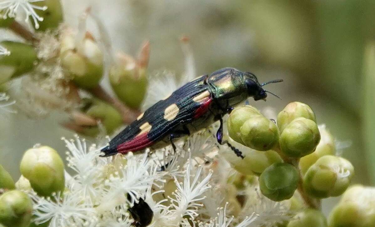 Imagem de Castiarina producta (Saunders 1868)