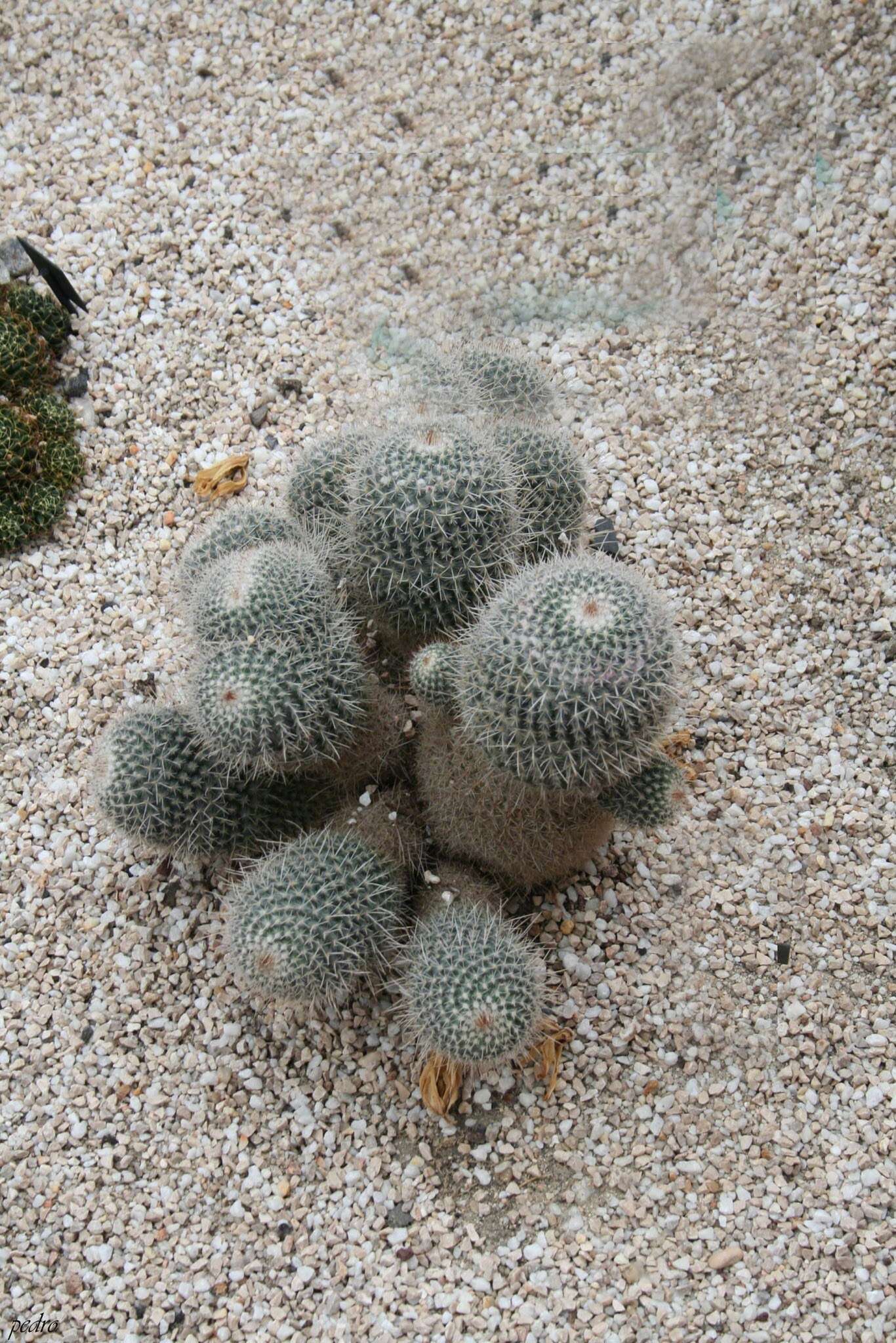 Image of Mammillaria geminispina Haw.