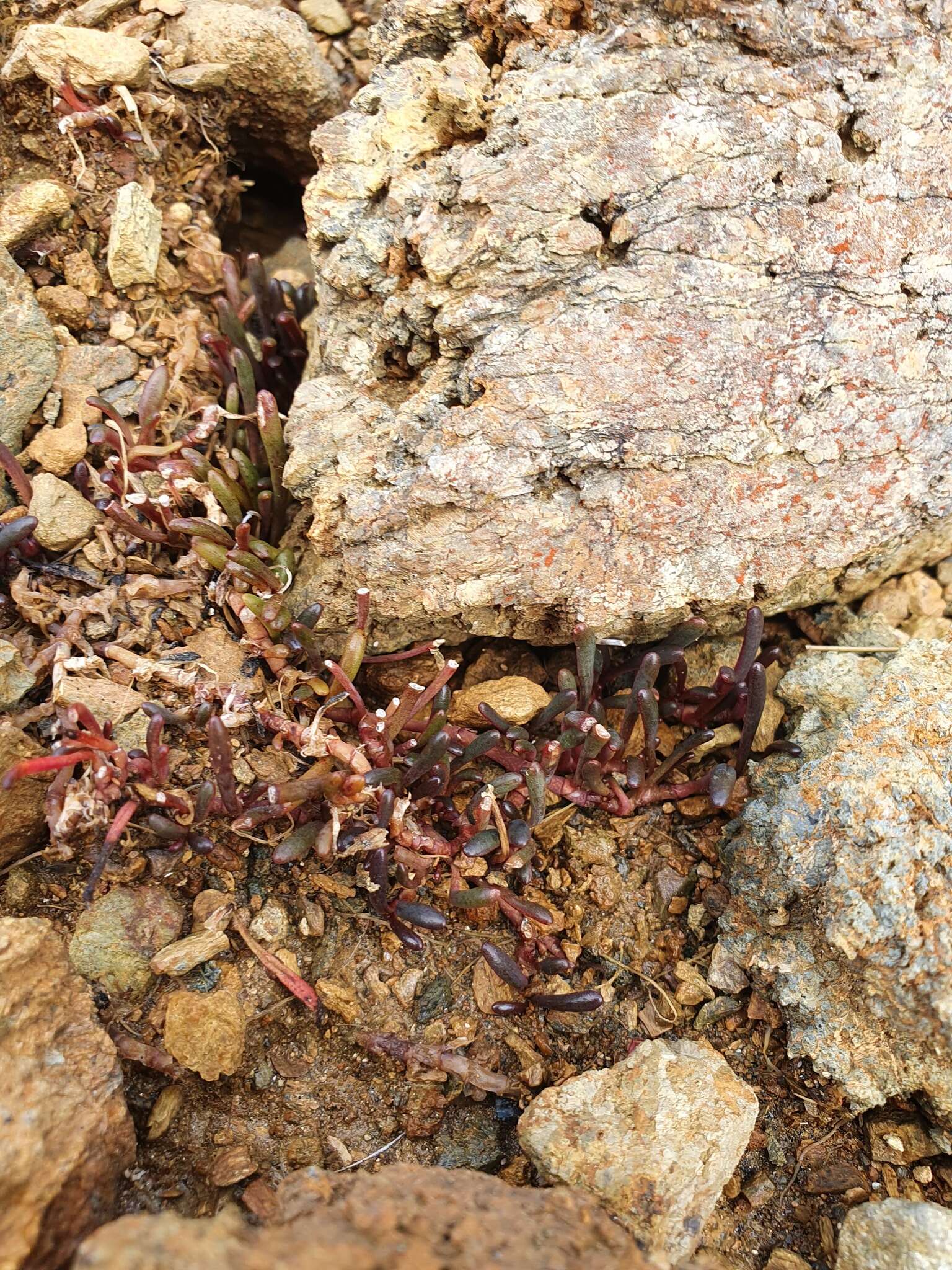 Image of Montia racemosa (Buchanan) Heenan