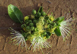 Image of Maerua angolensis subsp. angolensis