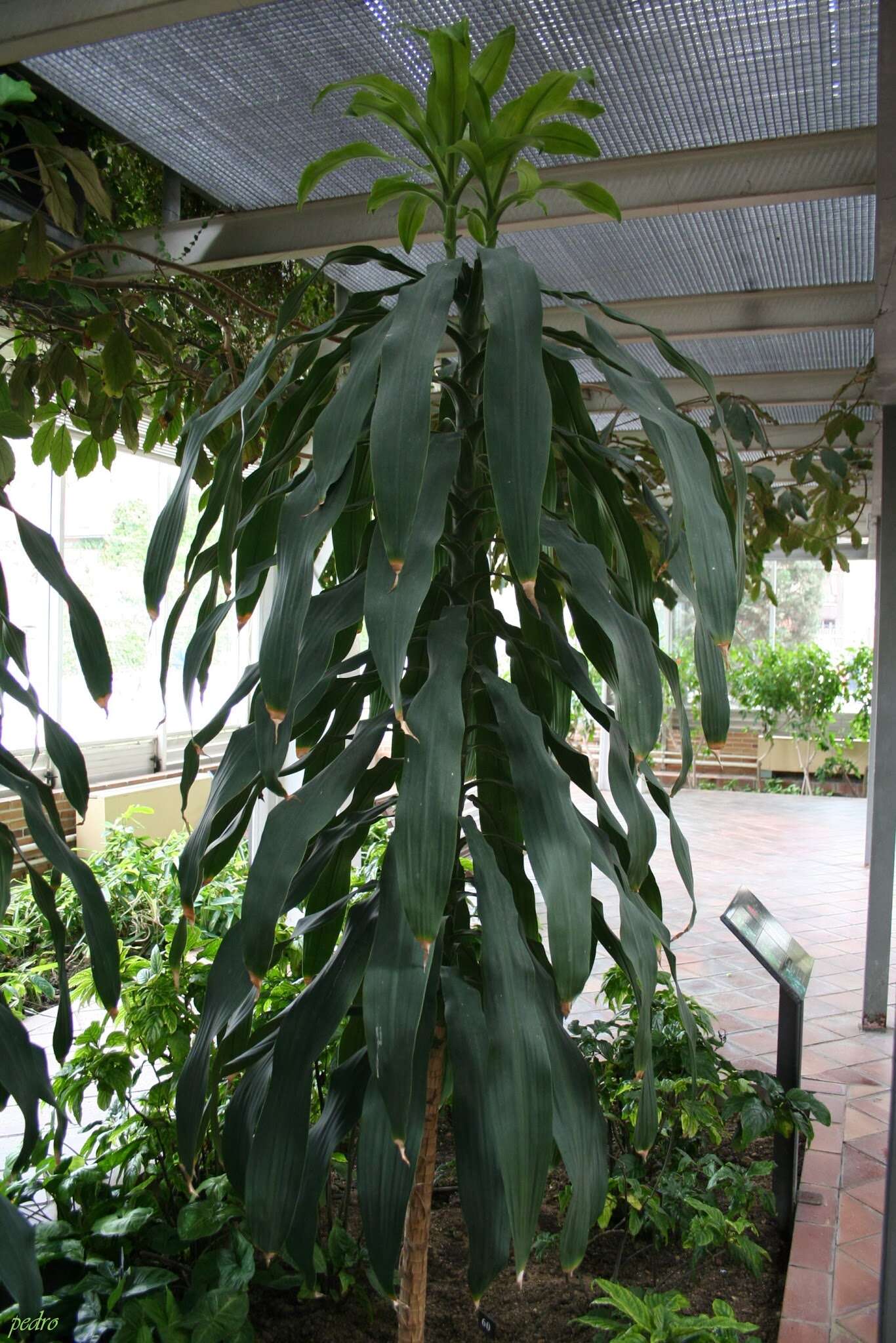 Image of Dracaena reflexa Lam.