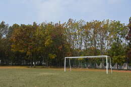 Image of Honduras mahogany