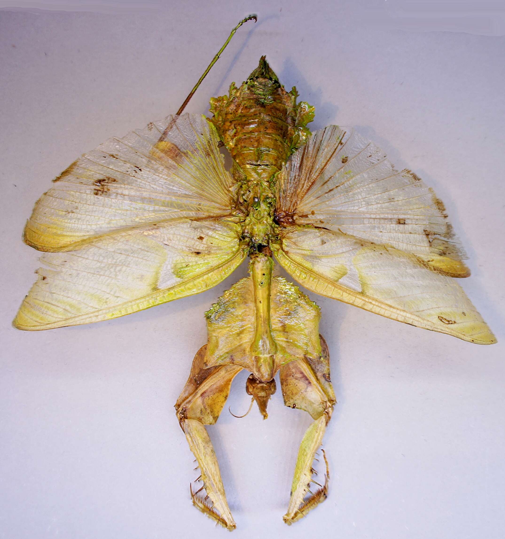 Image of giant devil's flower mantis
