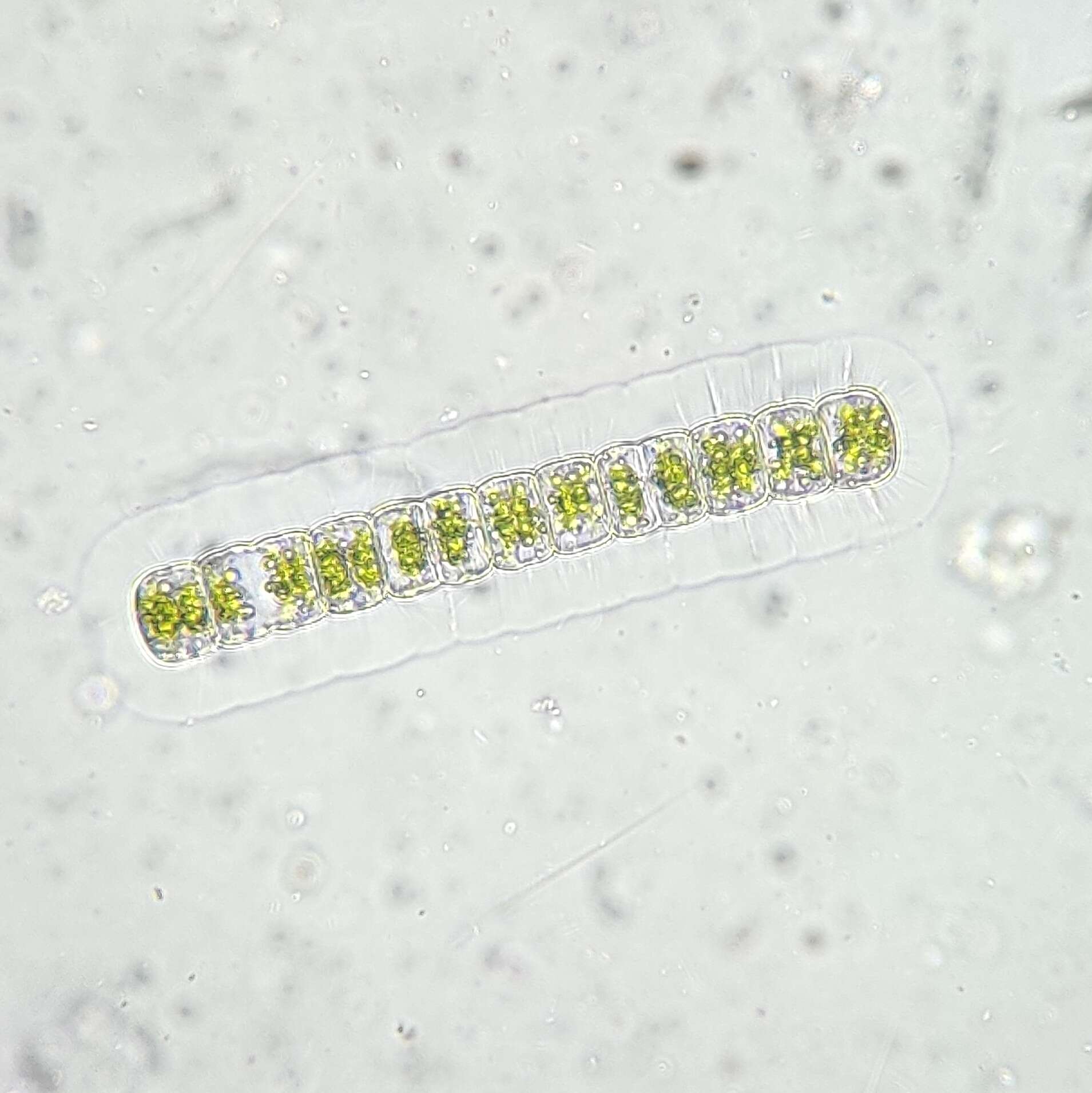 Image of Hyalotheca Ehrenberg ex Ralfs 1848