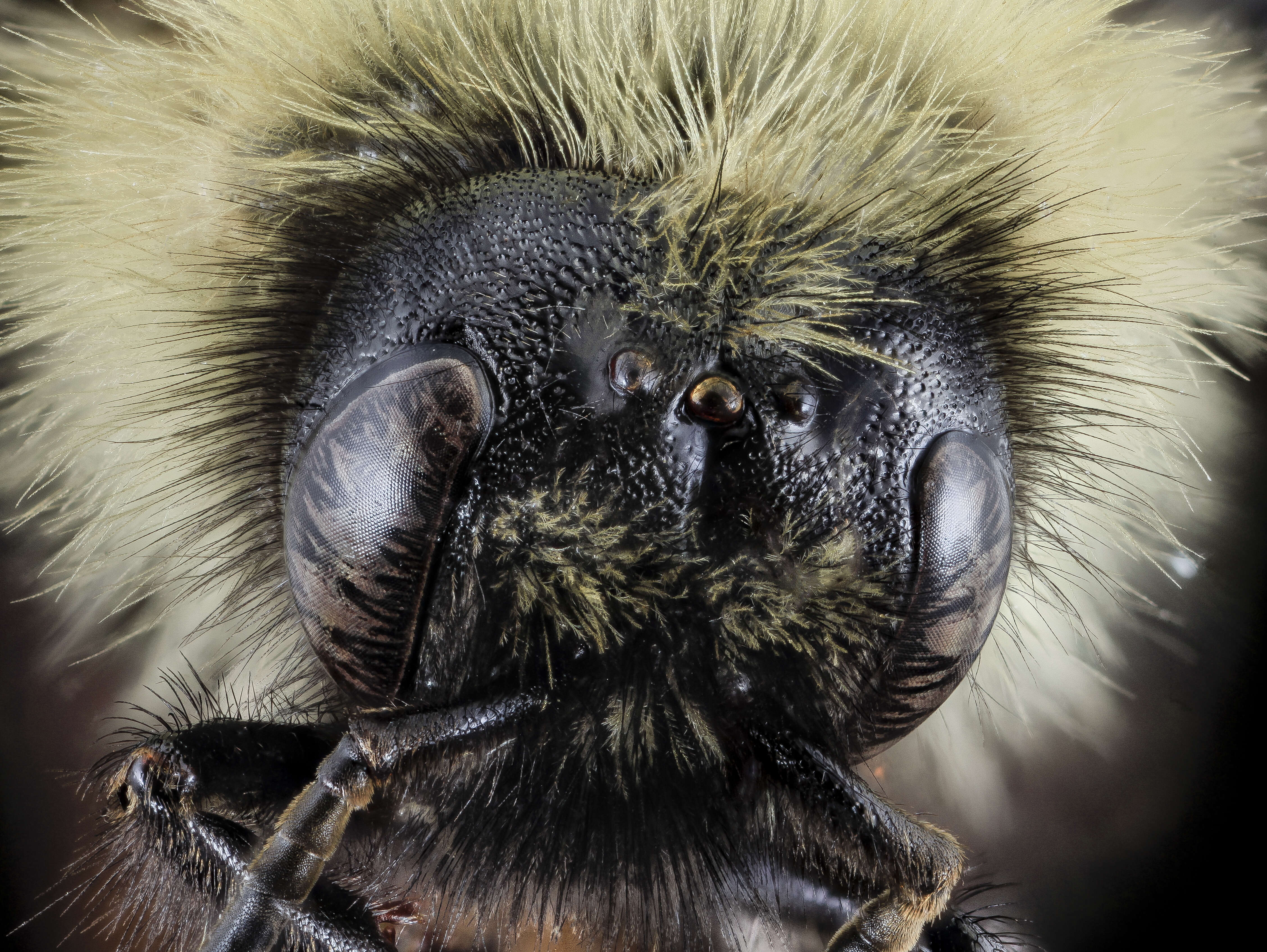 Image of Bumblebees