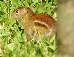 Image of Indochinese Ground squirrel