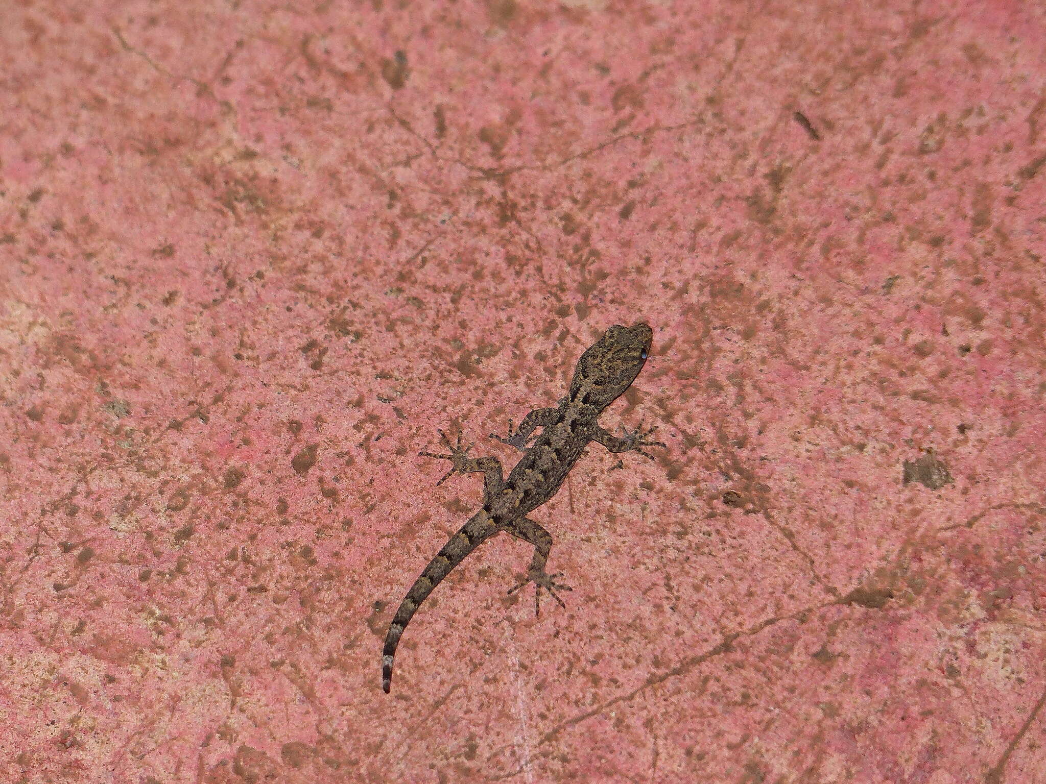Image of Shieldhead Gecko