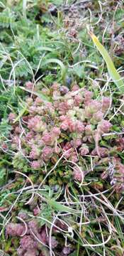 Image of Sedum anglicum Hudson