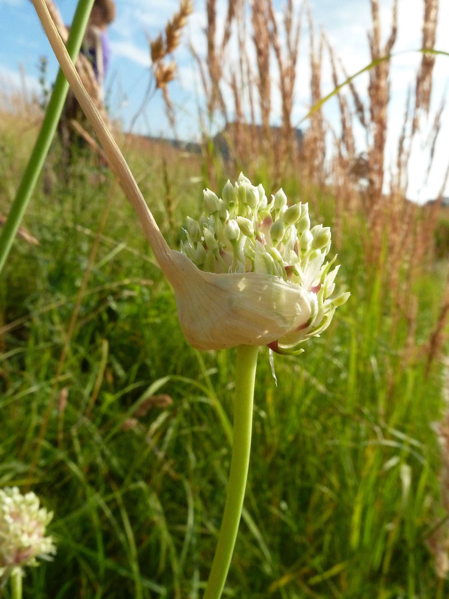 Image of cultivated garlic