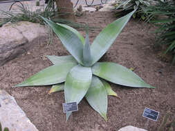 Image of Silvery agave