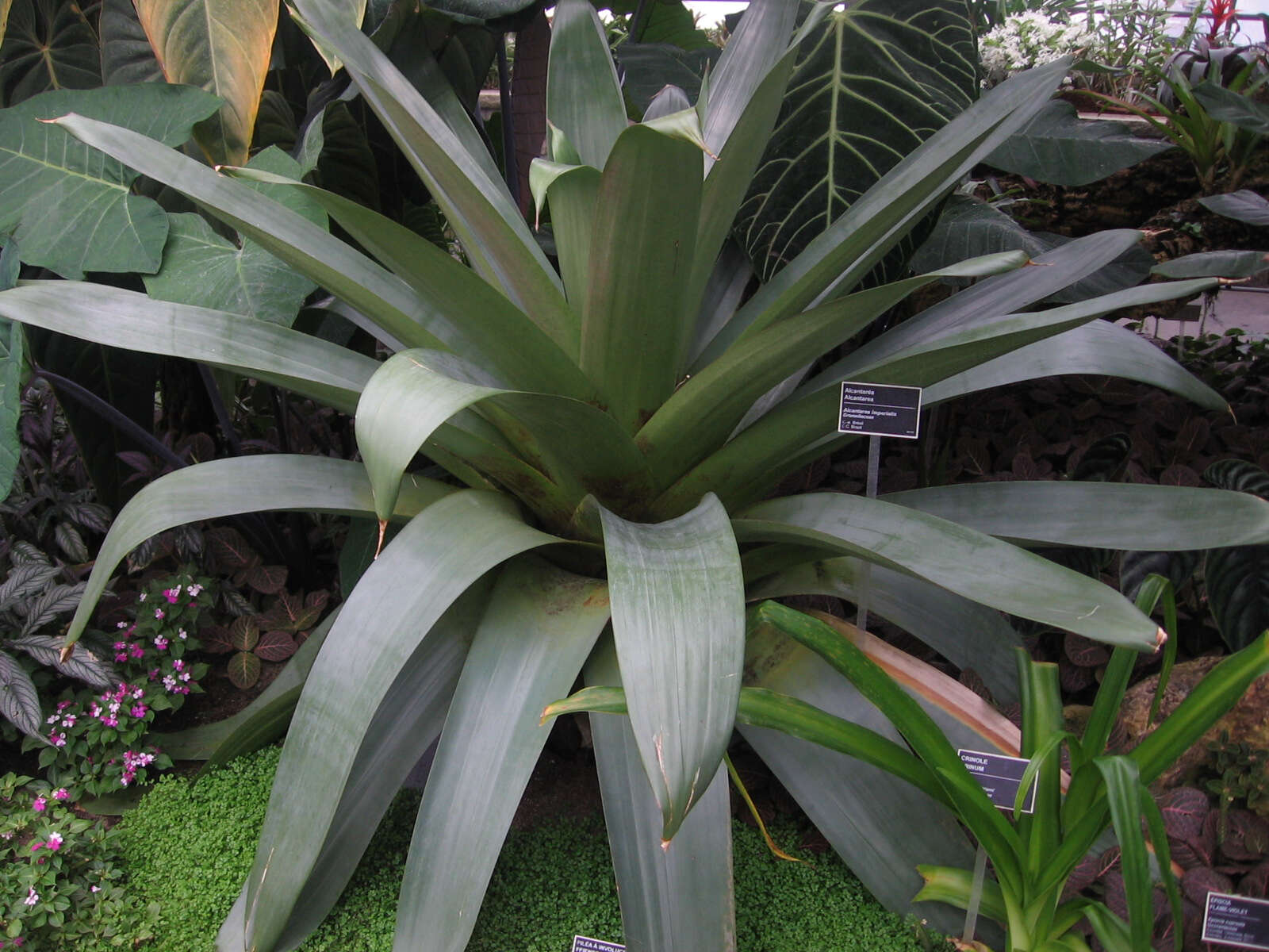 Image of Alcantarea imperialis (Carrière) Harms