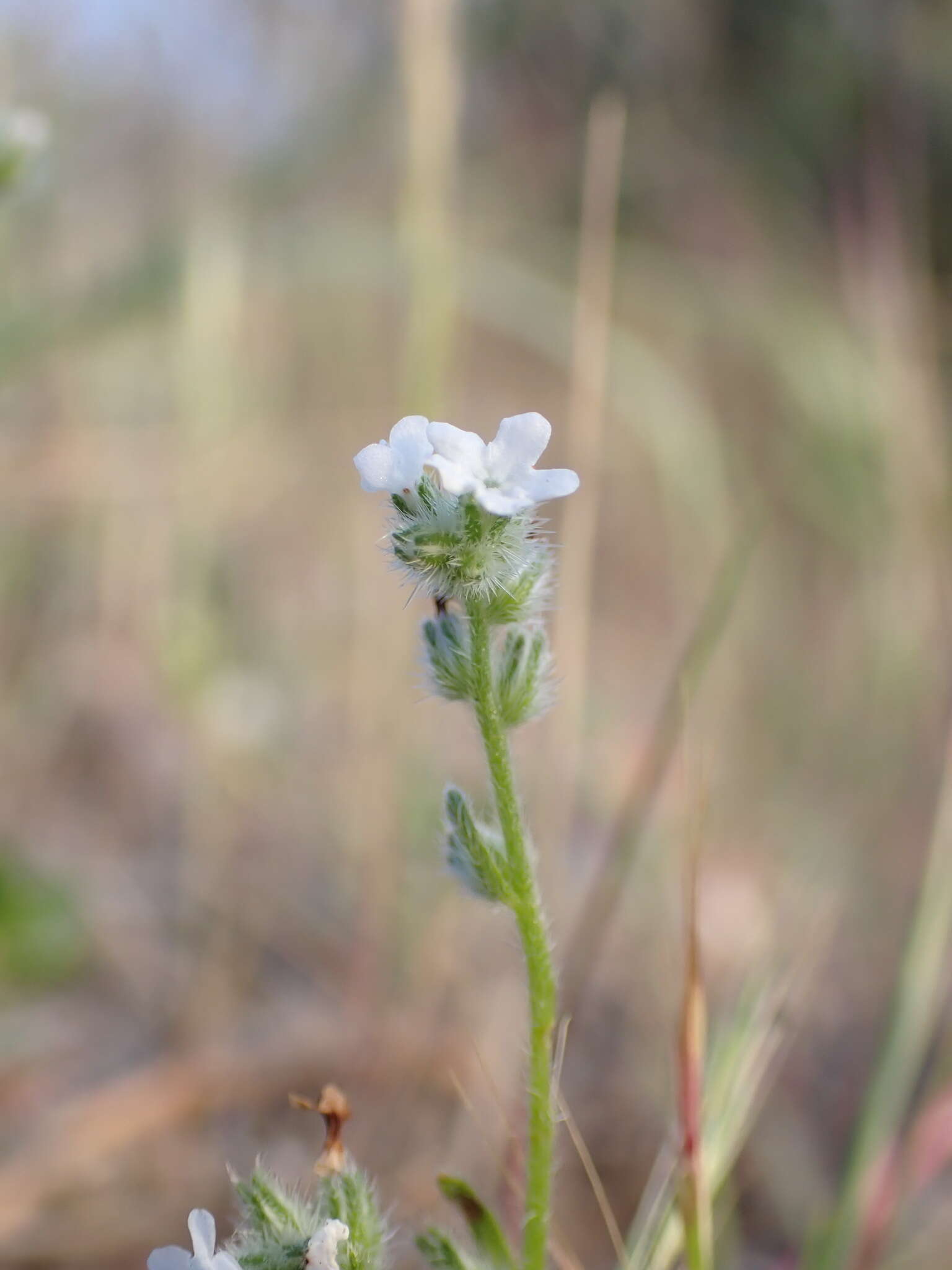 Plancia ëd Cryptantha wigginsii I. M. Johnst.