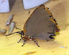 Image of <i>Myrina <i>dermaptera</i></i> dermaptera