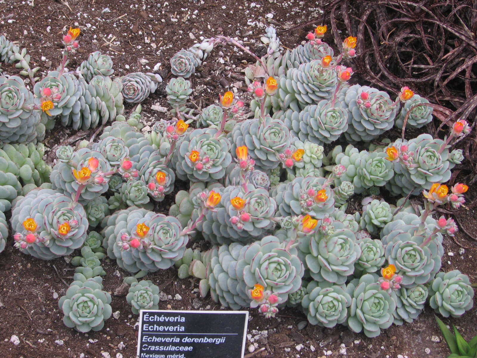 Image of Echeveria derenbergii J. A. Purpus